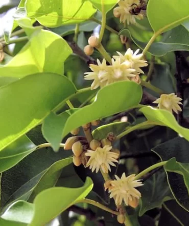 Bakul Powder (बकुळ पावडर)